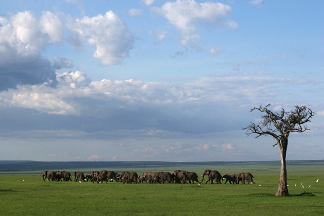 Eléphants en marche  (Masai mara , Kenya).