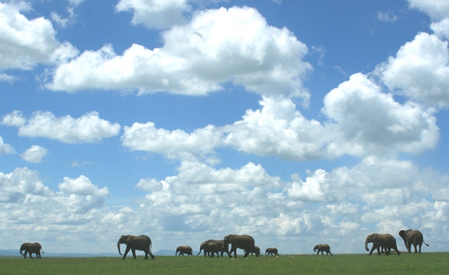 Harde éléphants  (Masai mara , Kenya).