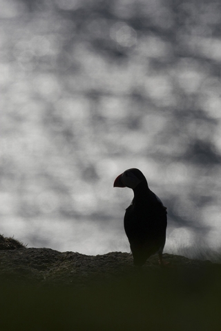Macareux moine, Îles Shetlands (Ecosse).