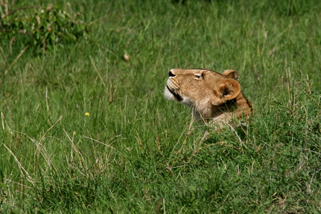 Lionne (Kenya, Masai mara).