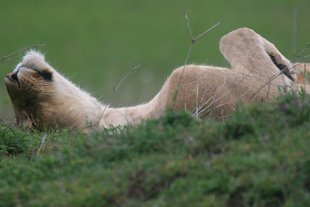 Lionne (Kenya, Masai mara).