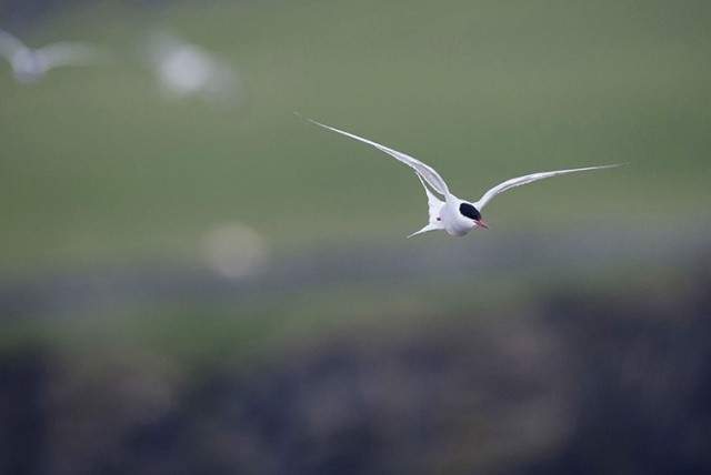 Sterne artique, Îles Shetlands (Ecosse).