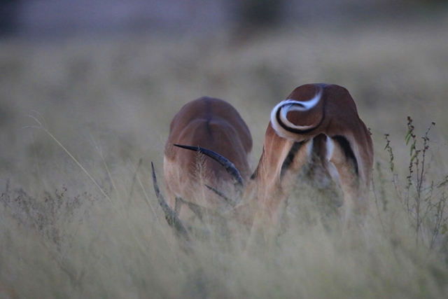 Impalas (Afrique du Sud).