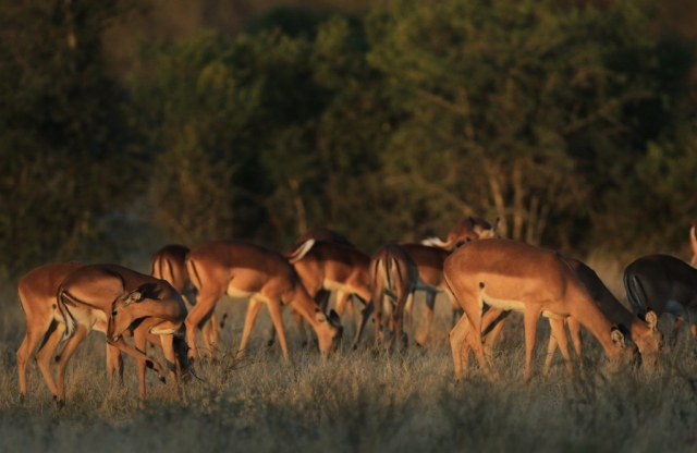 Impalas (Afrique du Sud).