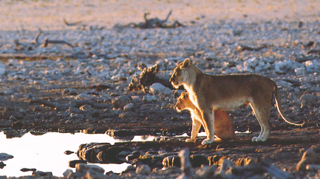 Lionne et lionceau (Namibie).