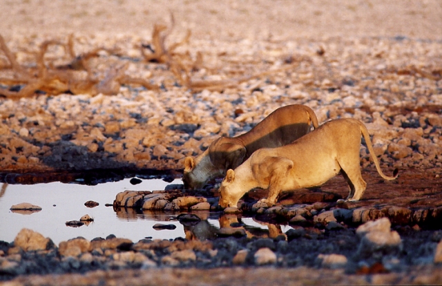 Lionnes (Namibie).
