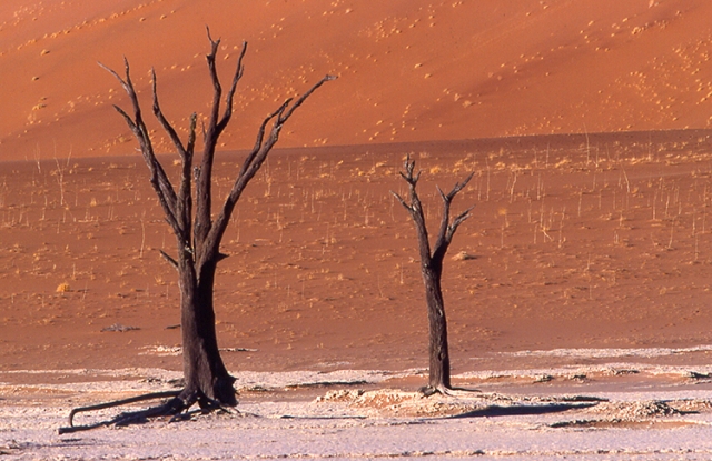 Désert du Namib (Namibie).