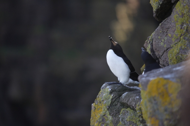 Pingouin torda (Ile de Handa, Ecosse).