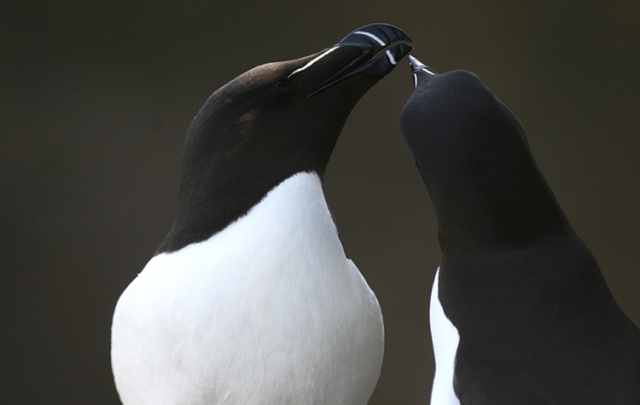 Pingouins torda (Ile de Handa, Ecosse).