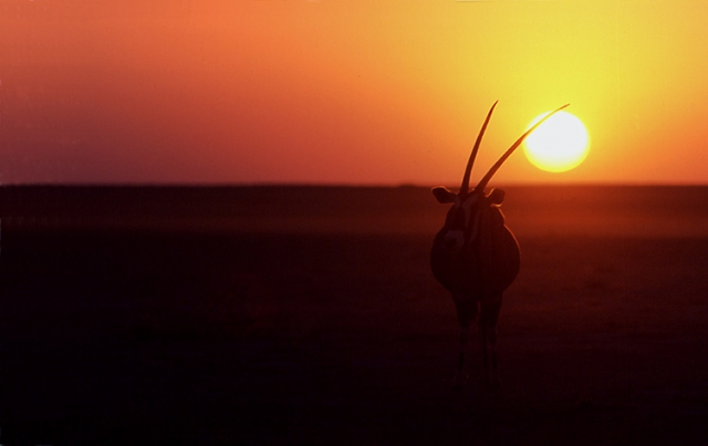 Oryx (Namibie).
