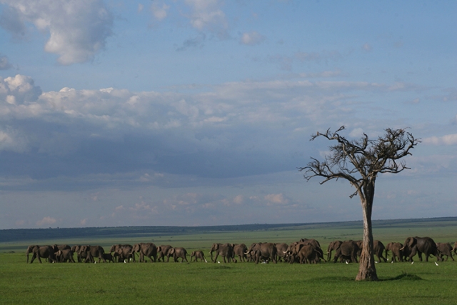 Eléphants en marche (Masai mara , Kenya).