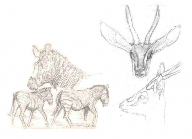 Illustration zèbres et gazelles de Thompson.