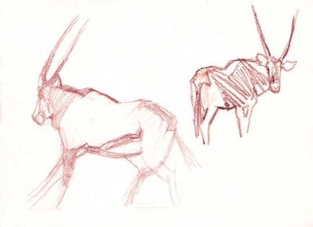 Croquis d'oryx.